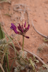 Astragalus incanus