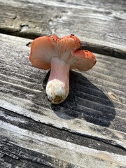 Russula emetica