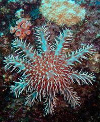 Acanthaster planci