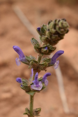 Salvia verbenaca