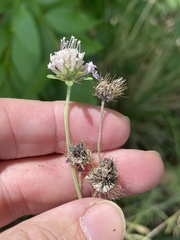 Sixalix atropurpurea