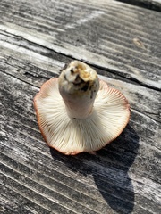 Russula emetica