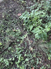 Sixalix atropurpurea