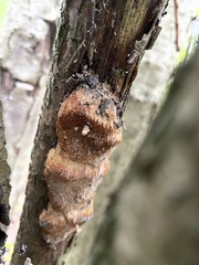 Dichomitus campestris