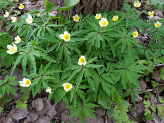 Anemonoides uralensis