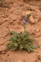 Salvia verbenaca