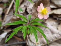 Anemonoides uralensis