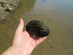 Arcidens confragosus