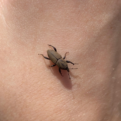Sphenophorus coesifrons