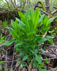 Bupleurum aureum