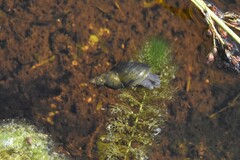 Lymnaea stagnalis