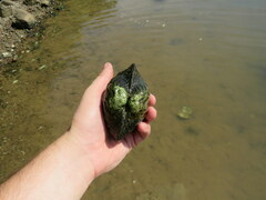 Arcidens confragosus