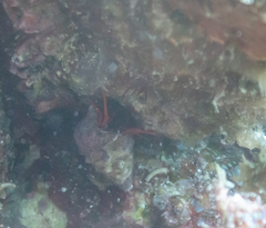 Calcinus californiensis