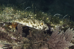 Sphoeroides marmoratus