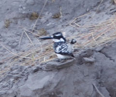 Ceryle rudis rudis