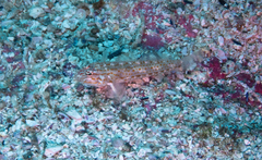 Coryphopterus urospilus