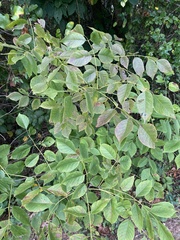 Fraxinus biltmoreana