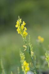 Linaria angustissima