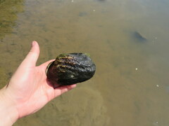 Arcidens confragosus