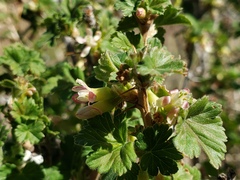 Ribes oxyacanthoides