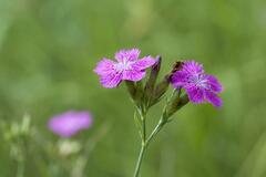 Dianthus collinus