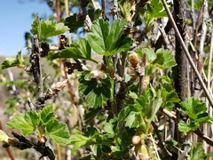 Ribes oxyacanthoides