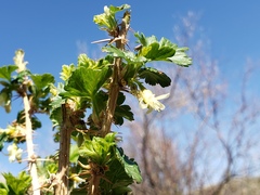 Ribes oxyacanthoides