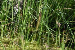 Hordeum