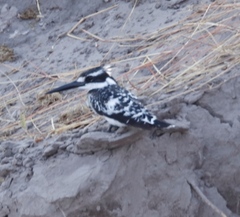 Ceryle rudis rudis