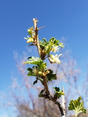 Ribes oxyacanthoides