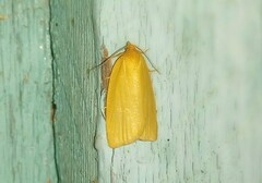 Zelotherses paleana