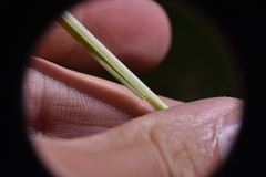 Hordeum