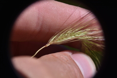 Hordeum