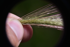 Hordeum