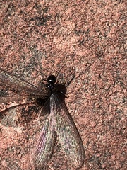 Reticulitermes hesperus