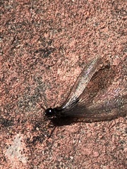 Reticulitermes hesperus