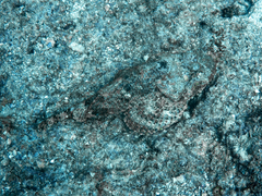 Scorpaena mystes