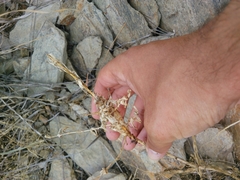 Timaspis chondrillae