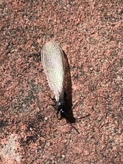 Reticulitermes hesperus