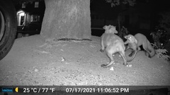 Vulpes vulpes fulvus