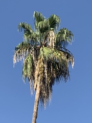 Washingtonia robusta