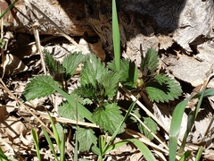 Urtica gracilis gracilis