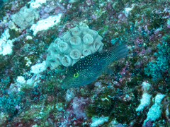 Canthigaster punctatissima