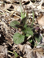 Urtica gracilis gracilis