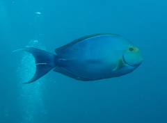 Acanthurus xanthopterus