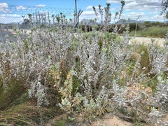 Leucospermum rodolentum