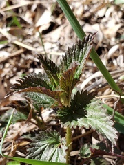 Urtica gracilis gracilis
