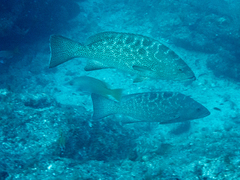 Mycteroperca rosacea