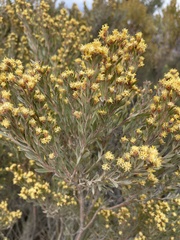 Leucadendron rubrum