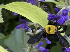 Xylocopa pubescens